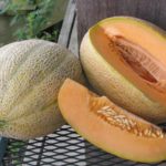 The best varieties of cantaloupe