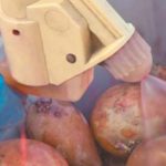 Les tubercules doivent être pulvérisés avec un flacon pulvérisateur.