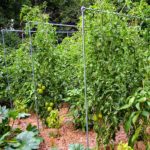 The main types of garters