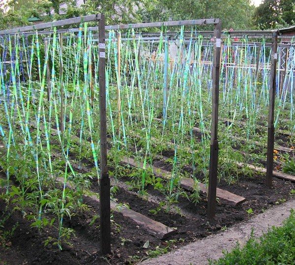 Immédiatement après le repiquage, les plantules sont attachées à des supports