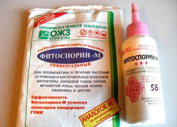 Treatment with phytosporin is recommended to prevent phytophthora.