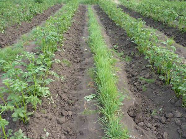 Après avoir atterri une condition préalable est de contrôler leur croissance