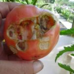 Malattia e prevenzione