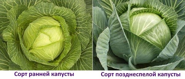 Forces et faiblesses