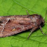 Les principaux ravageurs des plants de tomates