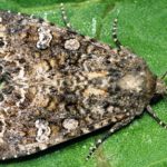 Diseases and their prevention