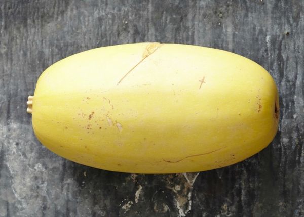 Spaghetti squash resembles melon or oblong pumpkin