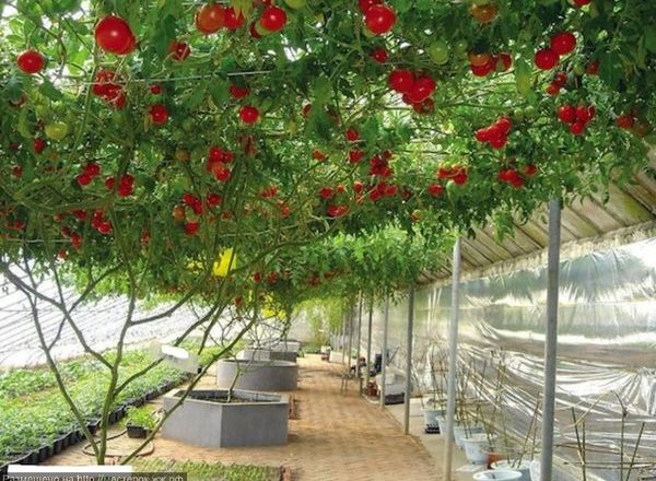  Variedades de tomateiro Sprut