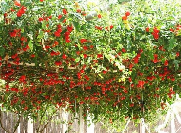 Il est recommandé de cultiver cette variété dans une grande serre équipée d’un système de chauffage.