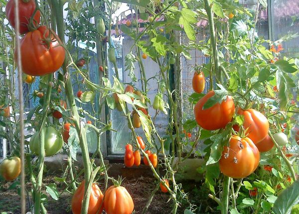 The disadvantages include the need for mandatory garter