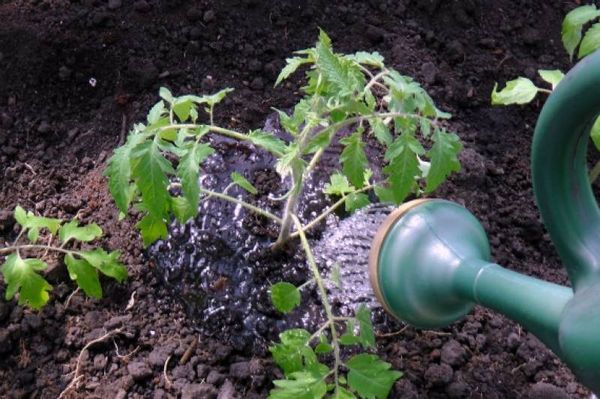 Watering should be carried out at the root to limit the possibility of disease.