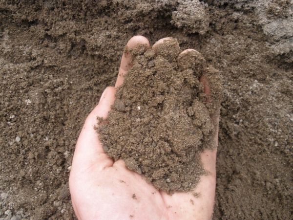 Suitable soil: loam or sandy loam