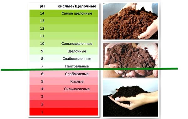 Table of soil acidity in the analysis using litmus paper
