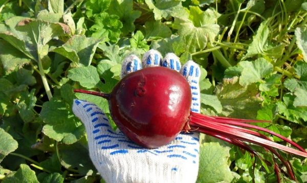 Захарното растение на Пабло е подходящо за нормализиране на храносмилането.