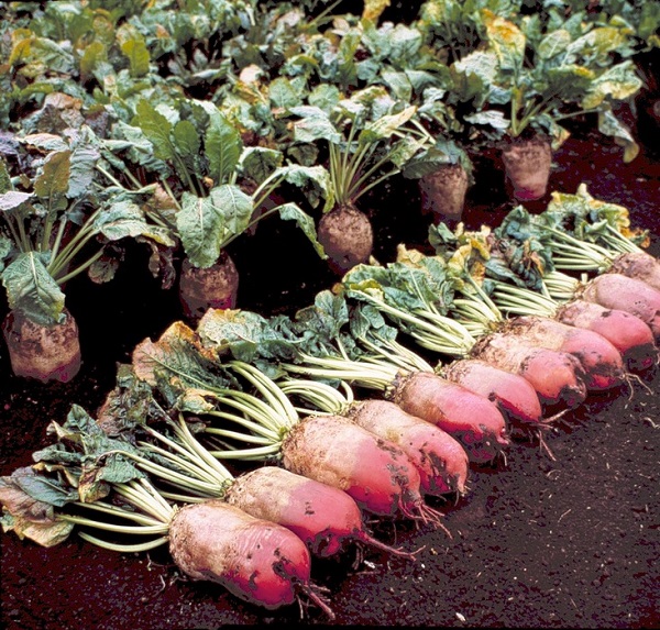 Συγκομιδή και αποθήκευση