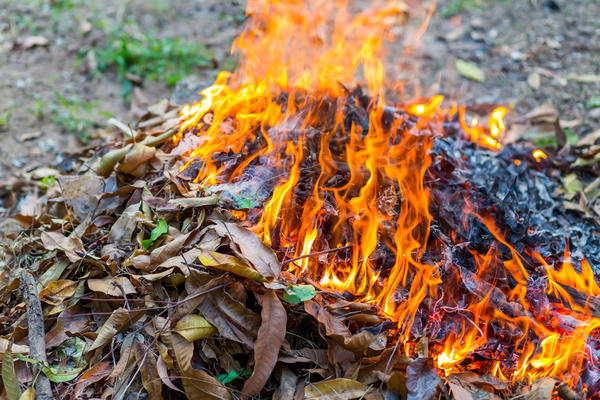 Най-често срещаните заболявания на тиквичките