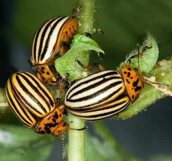 Imidaclopride - poison pour le doryphore de la pomme de terre et le fil de fer