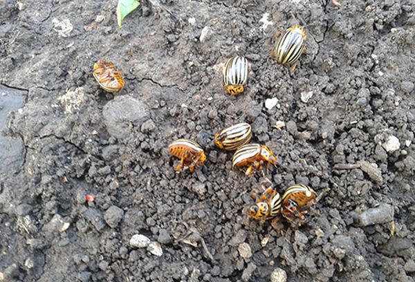 L'effet d'empoisonnement peut être observé après une journée