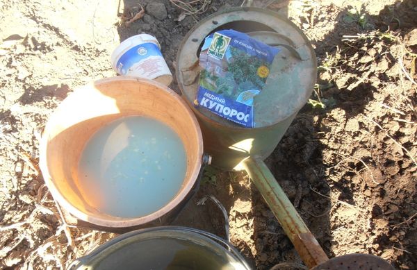 Πριν από τη φύτευση δενδρυλλίων του Τιτάνα στο έδαφος, το έδαφος ρίχνεται από θειικό χαλκό