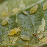 Diseases and their prevention