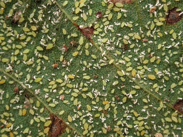 How to get rid of aphids