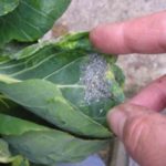 Protection contre les parasites et les maladies