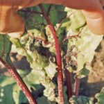 Fight against diseases and pests