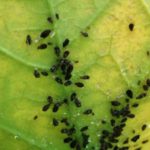 Diseases and pests: prevention methods
