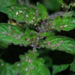 Hastalıklar ve önlenmesi