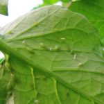 Malattie e loro prevenzione