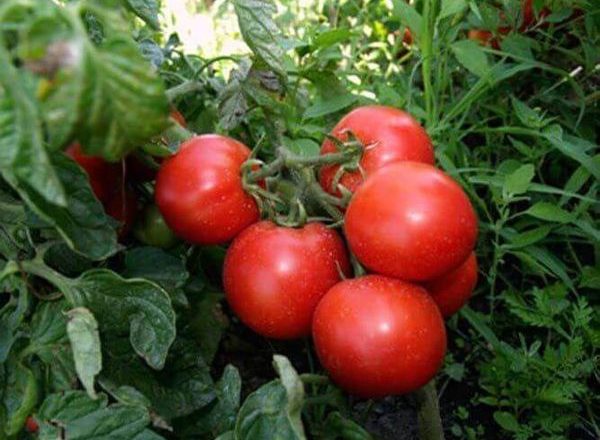  Variedades de Tomate Tolstoy