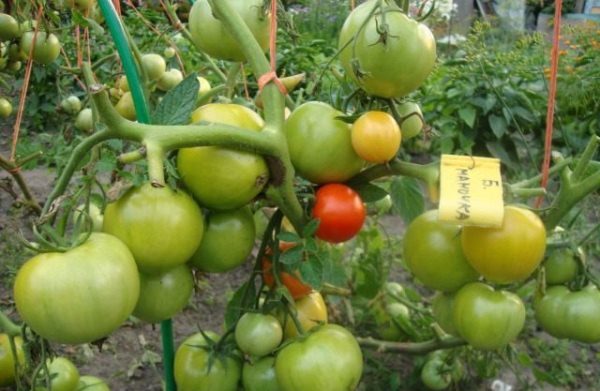 Unripe Tomatoes Big Mommy