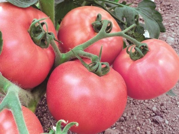 Les tomates Torbay mûrissent en même temps et sont bien protégées de la plupart des maladies