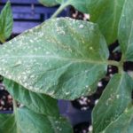 Hastalıklar ve önlenmesi