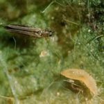 Les principaux ravageurs des plants de tomates