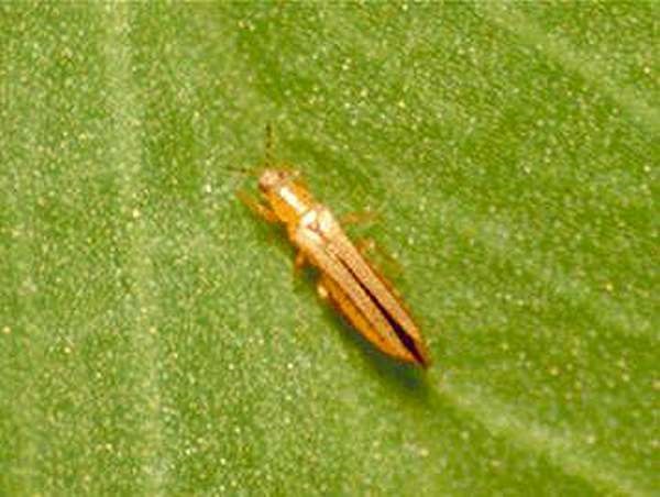 كيفية رش البراعم ضد التربس