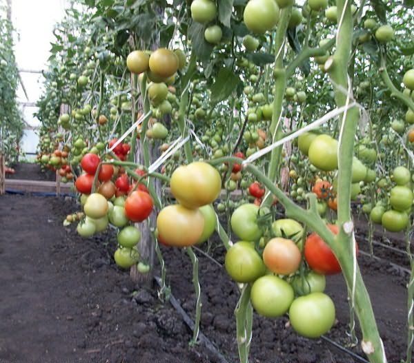 Purpose of garter tomato