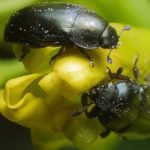 آكل زهرة اللفت