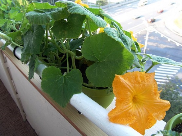 Comment faire pousser des citrouilles à la maison sur le balcon