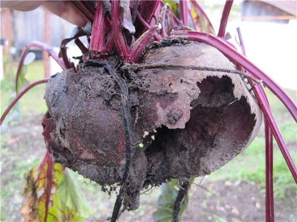 Кореновата цвекло, повредена от гризачи