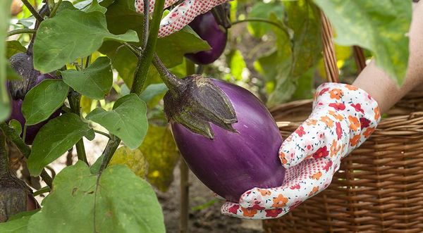 Causes of the bitter taste of eggplants