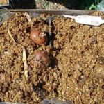 La germination des tubercules dans la sciure de bois pour une récolte précoce