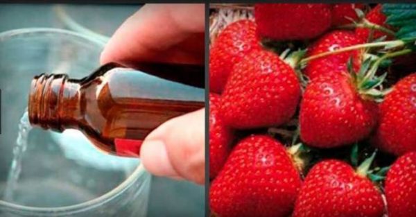 strawberry fertilizer with ammonia