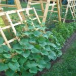 Σε αυτοδιαμορφωμένες λωρίδες