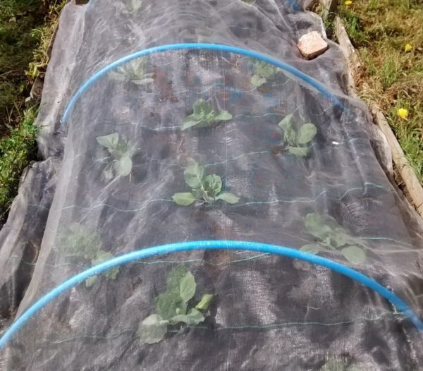 Правила за грижа