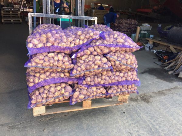 Uladar de pomme de terre parfaitement stocké et ne nécessite pas de tracas supplémentaire