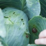 Diseases and their prevention