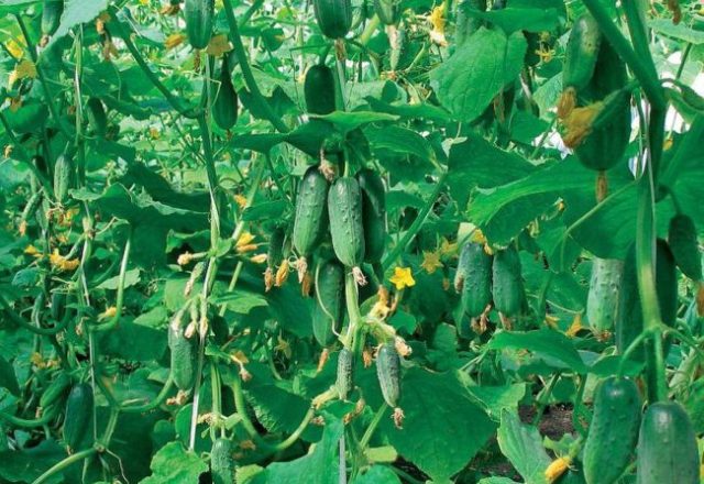  serada 1 metrekarelik salatalıkların doğumu