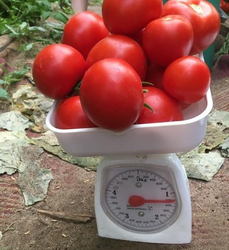 Description and characteristics of the variety