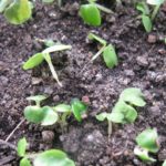 Die wichtigsten Krankheiten der Gurken